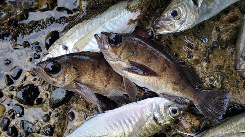 メバルの釣果