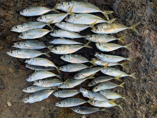 アジの釣果