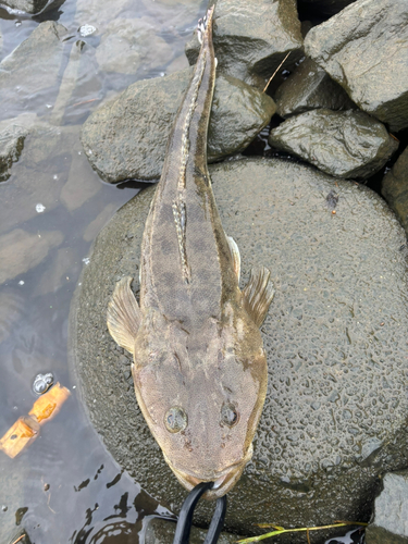 マゴチの釣果