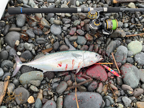 ヒラソウダの釣果