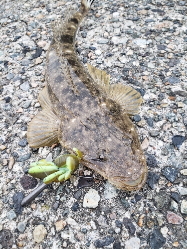 マゴチの釣果