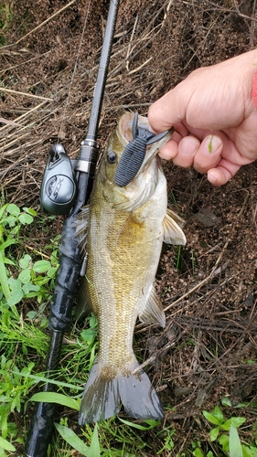 スモールマウスバスの釣果