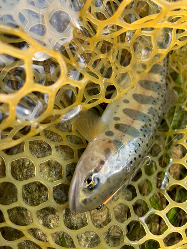 ヤマメの釣果