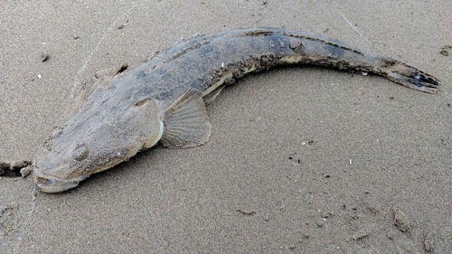 マゴチの釣果