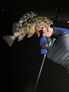 アコウの釣果