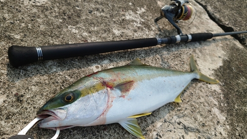 ヒラマサの釣果