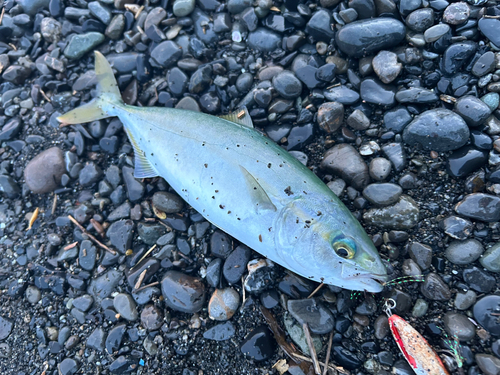 ワカシの釣果