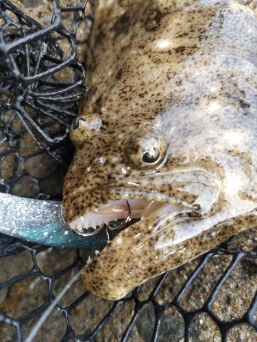 ソゲの釣果