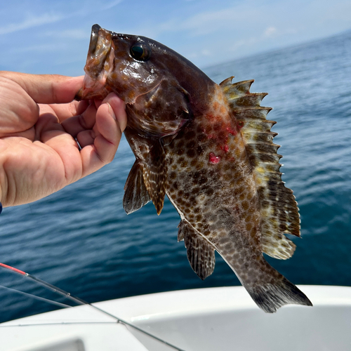 オオモンハタの釣果