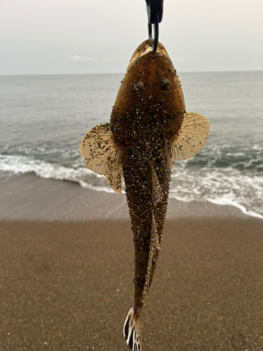 マゴチの釣果