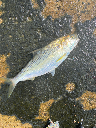 コノシロの釣果