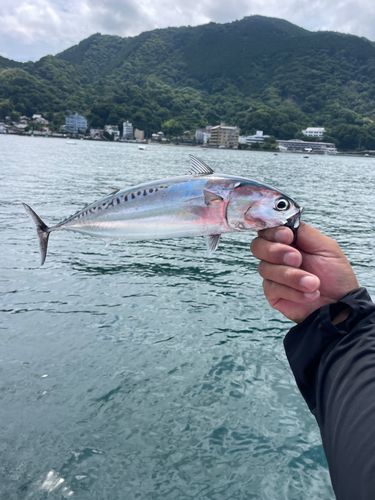 マルソウダの釣果