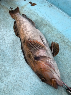 アブラコの釣果