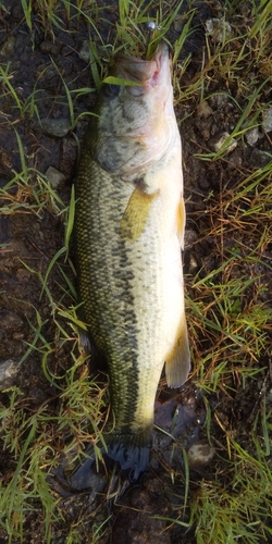 ラージマウスバスの釣果