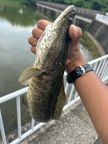 カムルチーの釣果