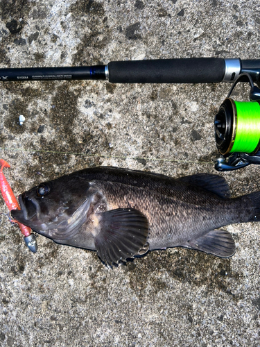 クロソイの釣果