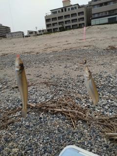 キスの釣果