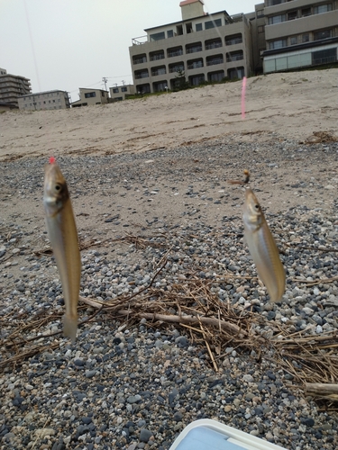 キスの釣果