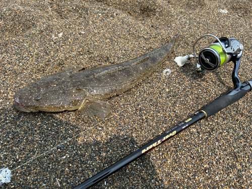 マゴチの釣果