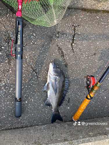 クロダイの釣果