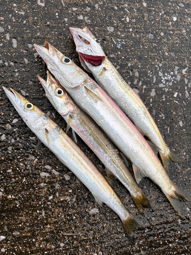 カマスの釣果