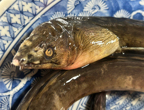 ホタテウミヘビの釣果