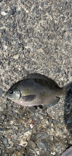 メジナの釣果