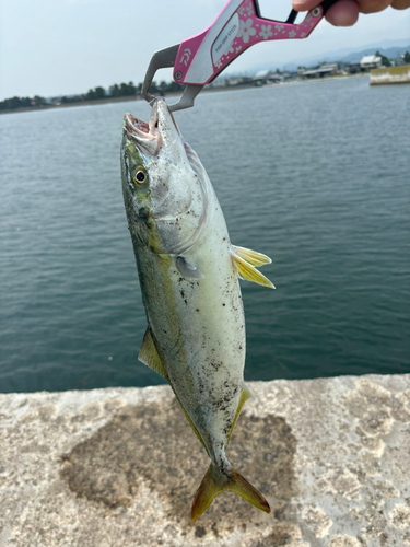 フクラギの釣果