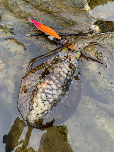 アオリイカの釣果