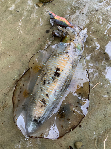 アオリイカの釣果