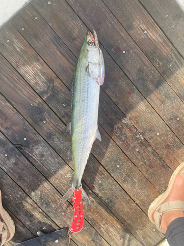 サゴシの釣果