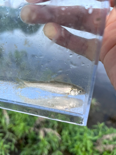 オイカワの釣果