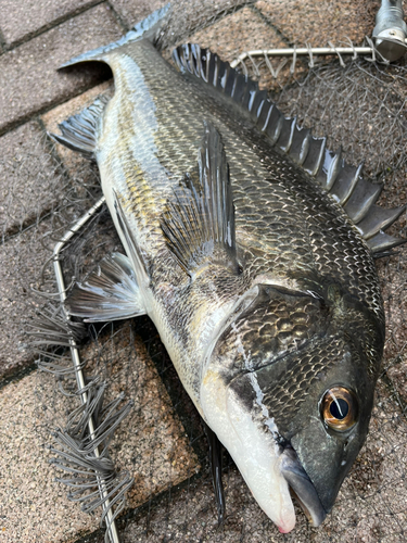 クロダイの釣果