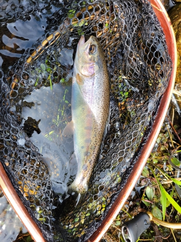 ニジマスの釣果