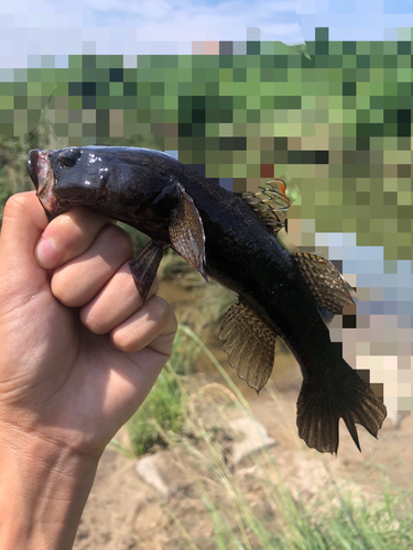 カワアナゴの釣果