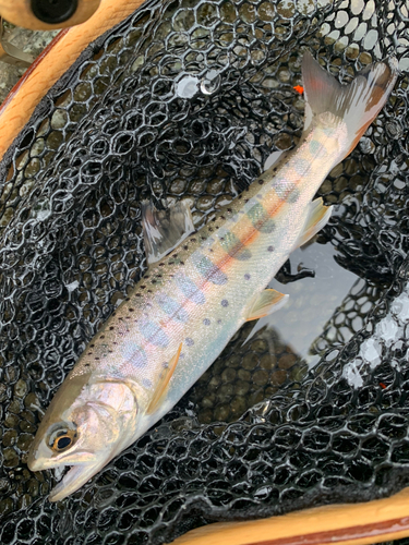 ヤマメの釣果