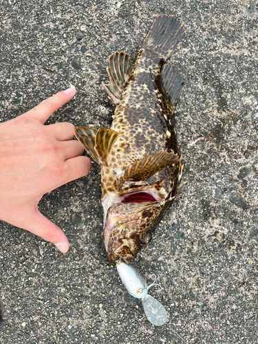 タケノコメバルの釣果