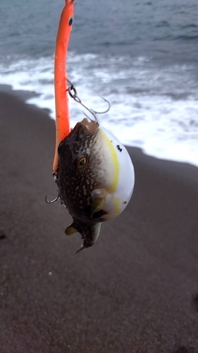 ソゲの釣果