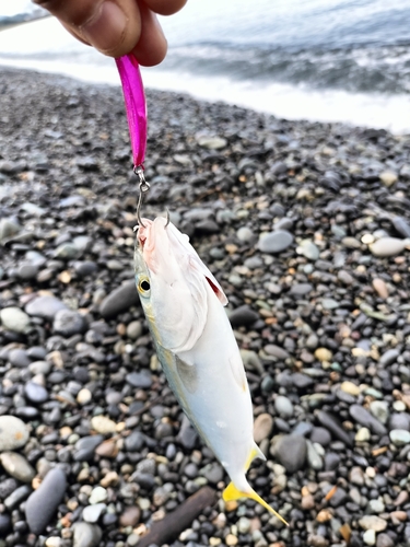 ワカシの釣果