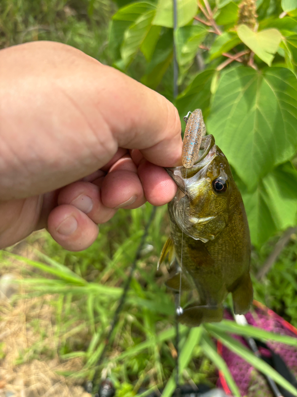 スモールマウスバス