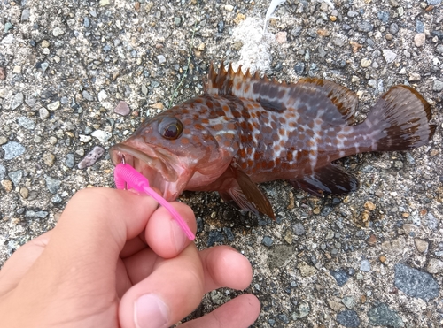 キジハタの釣果