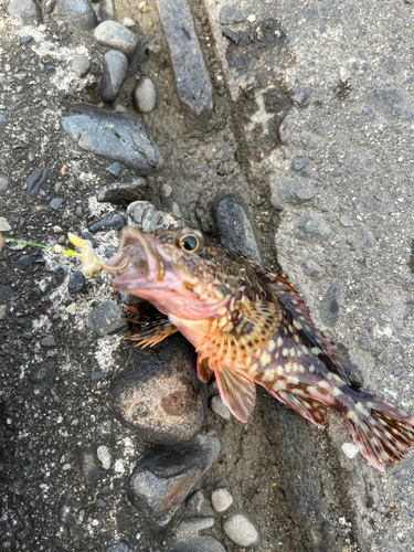 カサゴの釣果