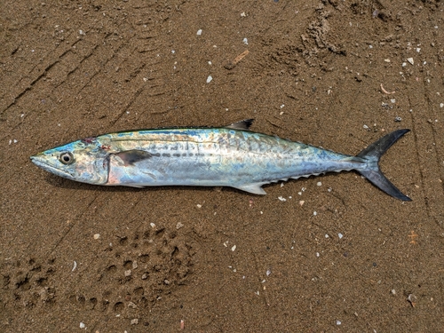 サゴシの釣果