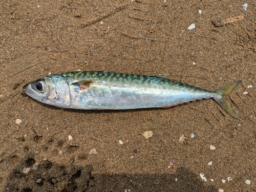 サバの釣果