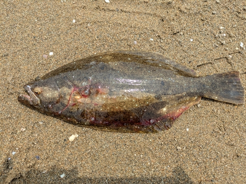 ソゲの釣果