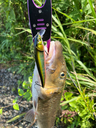 ニゴイの釣果