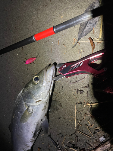 ヒラスズキの釣果