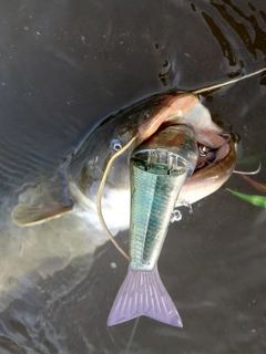 ナマズの釣果