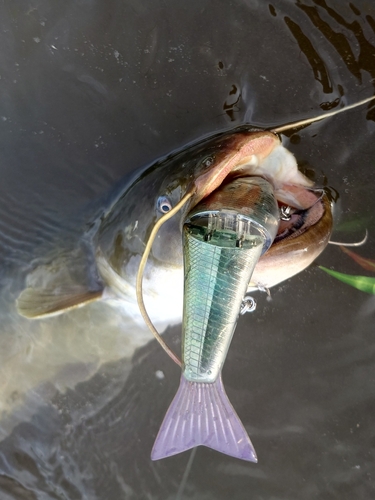 ナマズの釣果