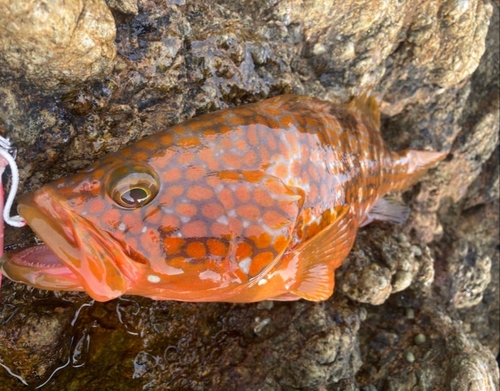 キジハタの釣果